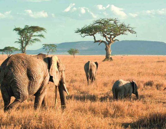 Tarangire National Park: Unveiling the Marvels of Tanzania’s Safari Wonderland