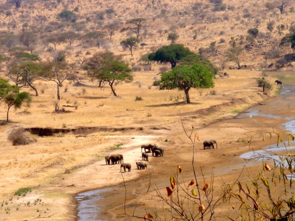 2 DAY 1 NIGHT TARANGIRE NGORONGORO SAFARI