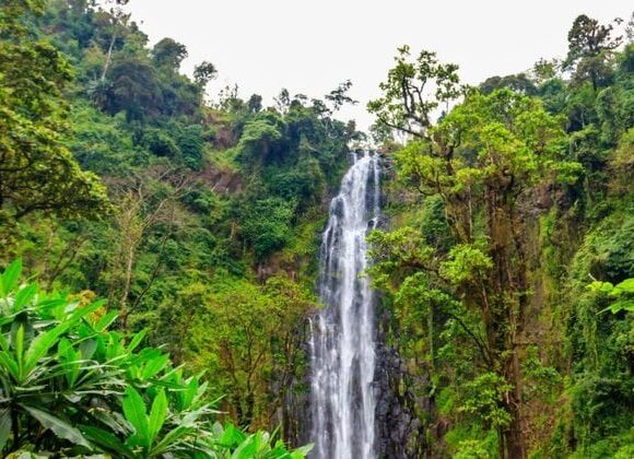 1 Day Materuni Waterfalls & coffee tour