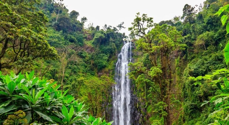 1 Day Materuni Waterfalls & coffee tour