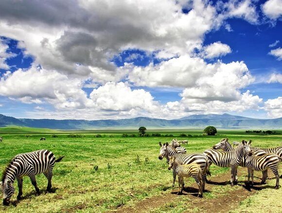 3 DAY 2 NIGHT LAKE MANYARA , TARANGIRE & NGORONGORO SAFARI