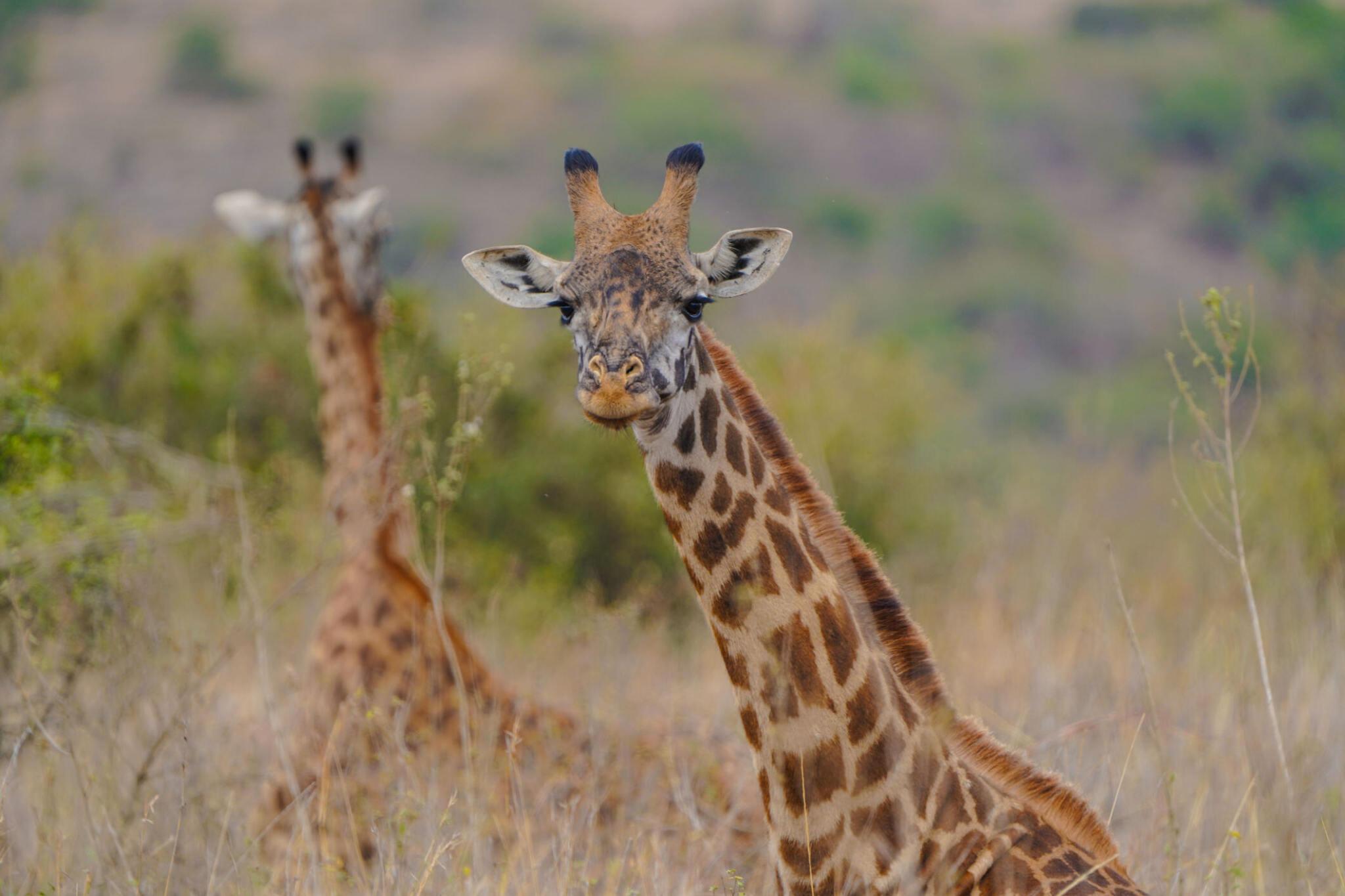 2 DAYS SAFARI TARANGIRE & LAKE MANYARA NATIONAL PARK