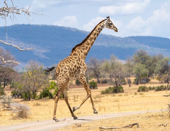 Embracing Resilience: A Journey Through the Natural Wonders of Tanzania with Resilience Expeditions