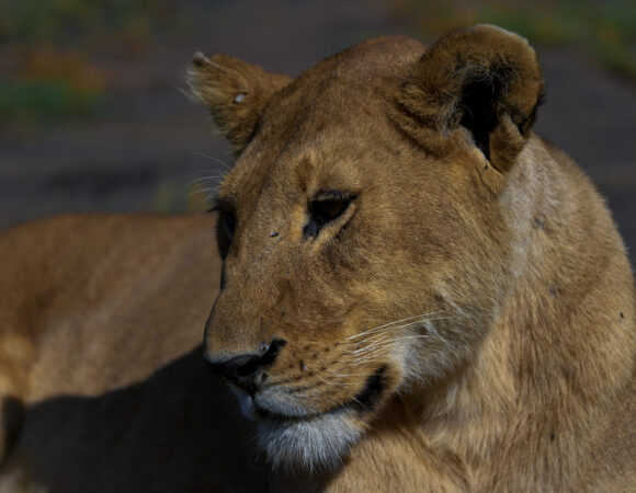 Serengeti National Park: Embarking on Africa’s Untamed Odyssey