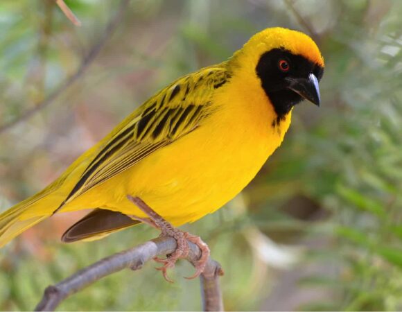 Discover Tanzania’s Weaver Birds: A Guide to Species, Nests, and Habitats