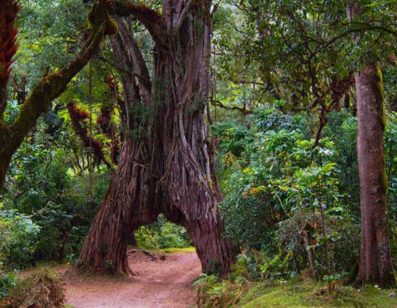 Exploring the Cultural Heritage and Wildlife of Mount Meru: A Journey into Tanzania’s Rich Tapestry